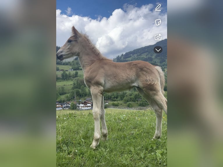 Haflinger Étalon 1 Année 120 cm Alezan in Goldegg