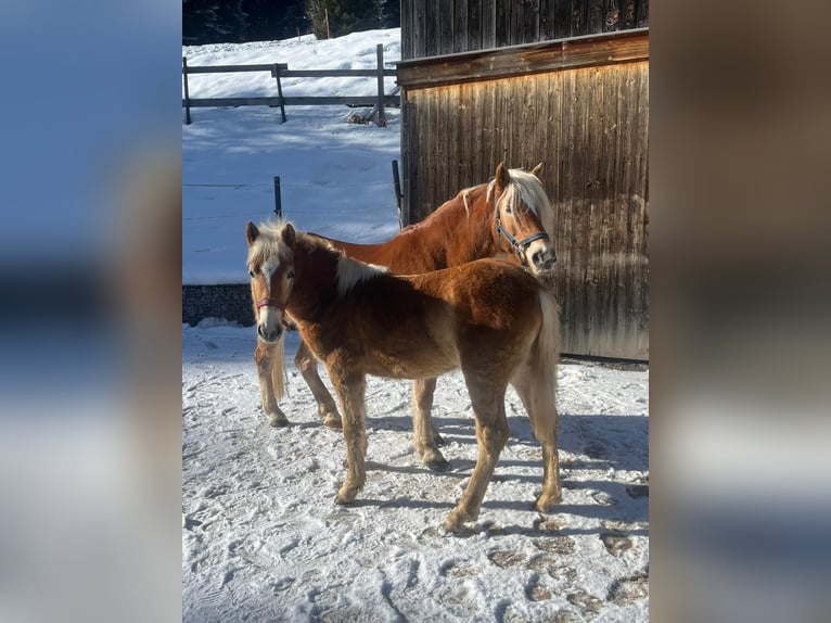 Haflinger Étalon 1 Année 125 cm Alezan cuivré in Vorderhornbach