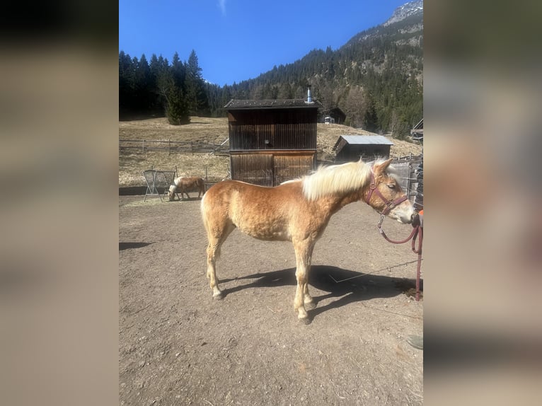 Haflinger Étalon 1 Année 125 cm Alezan cuivré in Vorderhornbach