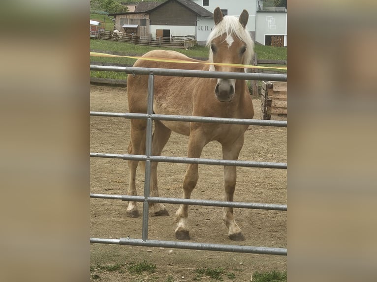 Haflinger Étalon 1 Année 130 cm  in Eppenstein