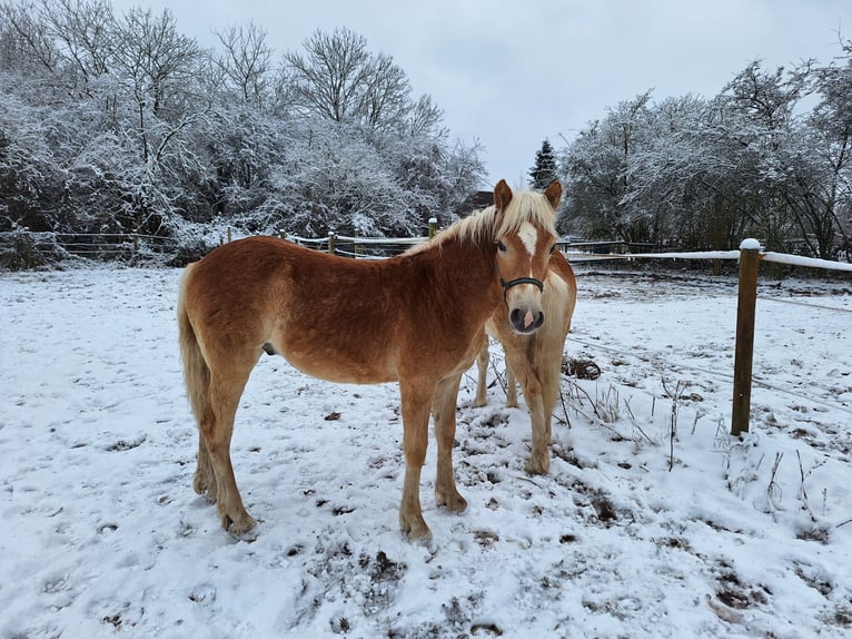 Haflinger Étalon 1 Année 135 cm Alezan in Xanten