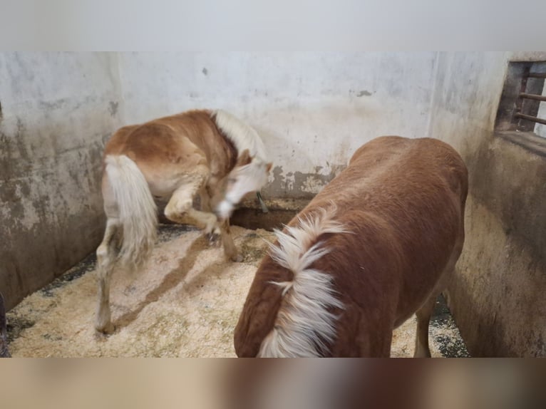 Haflinger Étalon 1 Année 135 cm  in Xanten