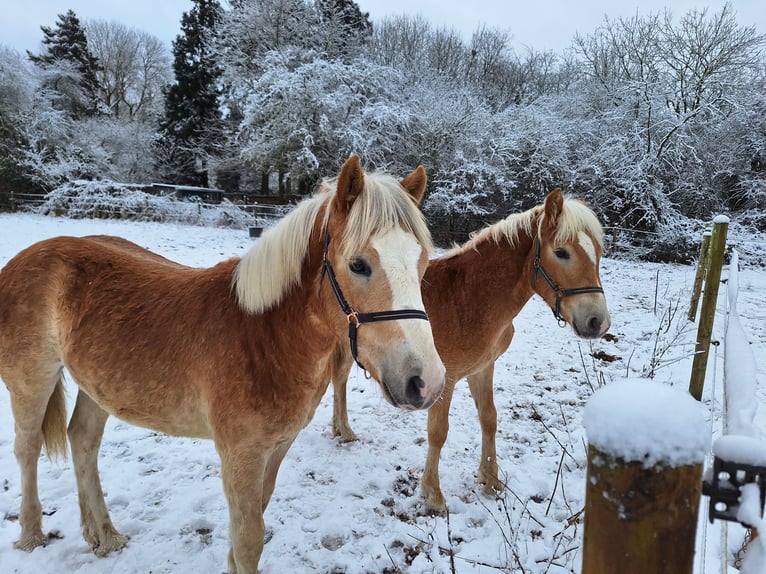 Haflinger Étalon 1 Année 135 cm  in Xanten