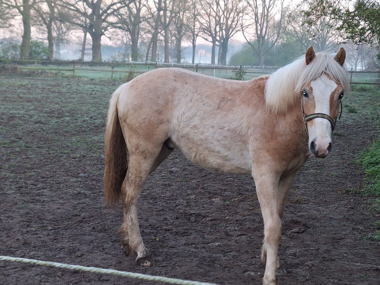 Haflinger Étalon 1 Année 135 cm  in Xanten