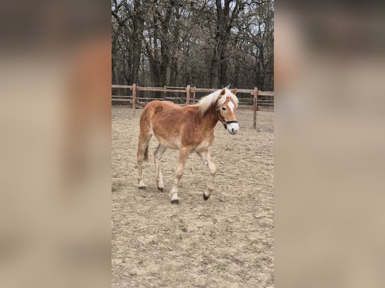 Haflinger Étalon 1 Année 148 cm Alezan in Vienenburg