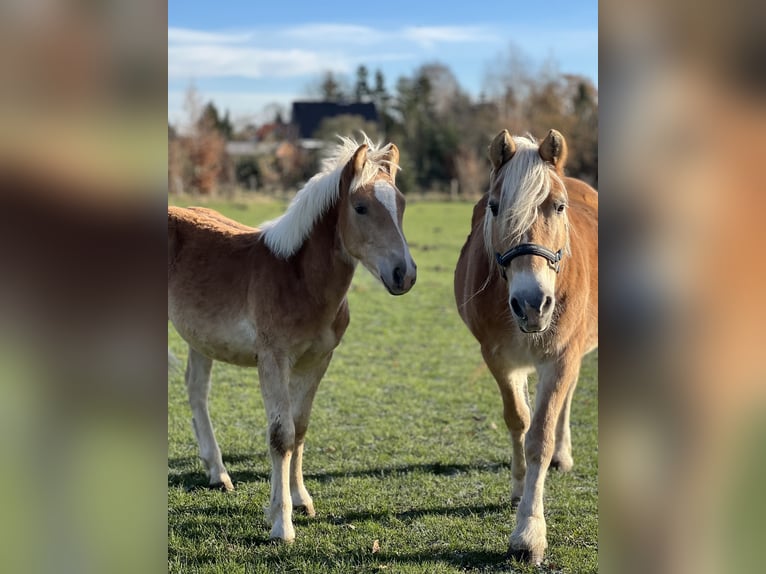 Haflinger Étalon 1 Année 148 cm Alezan in Seedorf