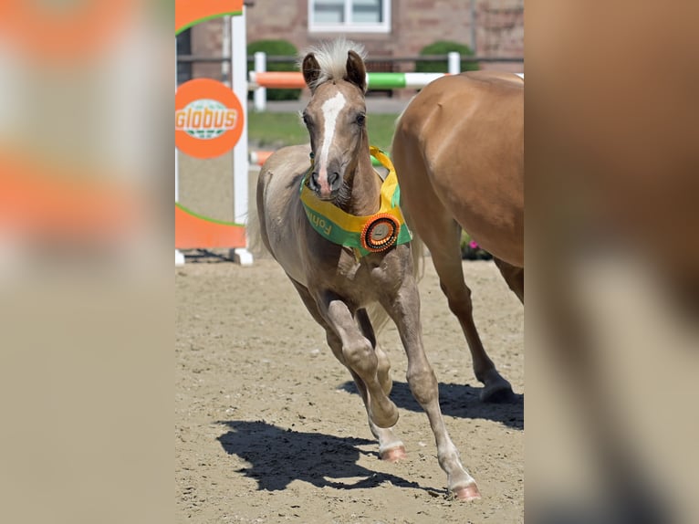 Haflinger Étalon 1 Année 148 cm Alezan in Kaiserslautern