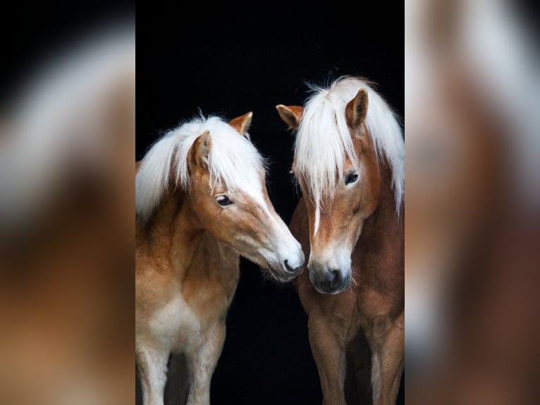 Haflinger Étalon 1 Année 148 cm  in Brand