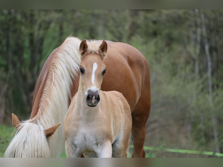 Haflinger Étalon 1 Année 150 cm Alezan in St.Georgen an der Leys