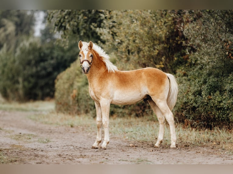 Haflinger Étalon 1 Année 150 cm Alezan in Trebbin