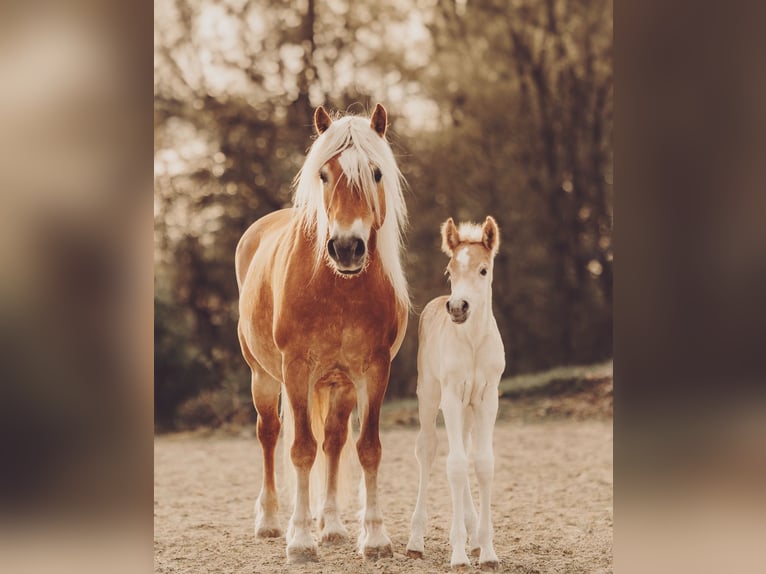 Haflinger Étalon 1 Année 150 cm Alezan in Mönchengladbach