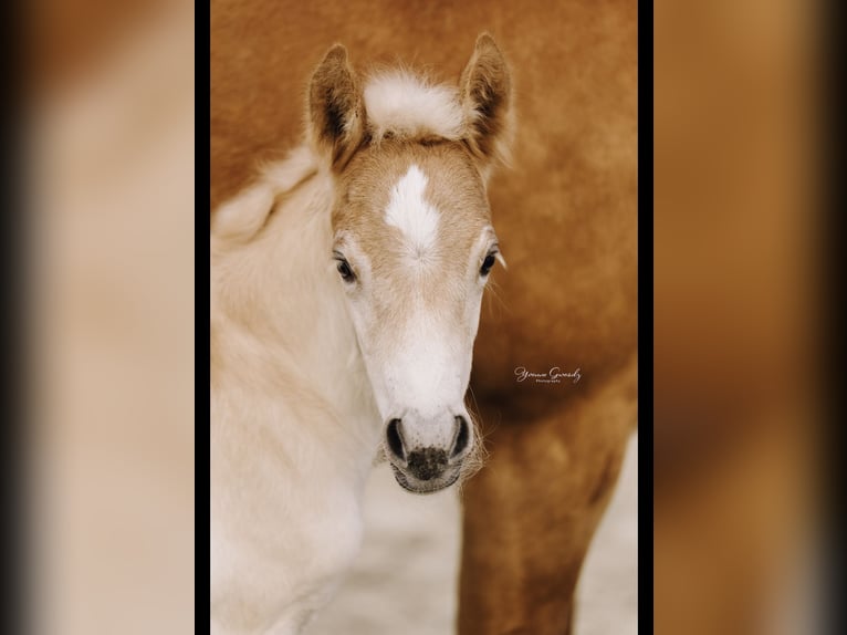 Haflinger Étalon 1 Année 150 cm Alezan in Mönchengladbach
