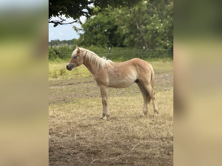 Haflinger Étalon 1 Année 150 cm Alezan in Mönchengladbach