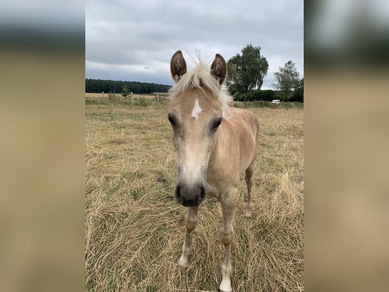 Haflinger Étalon 1 Année 150 cm Alezan in Suhlendorf