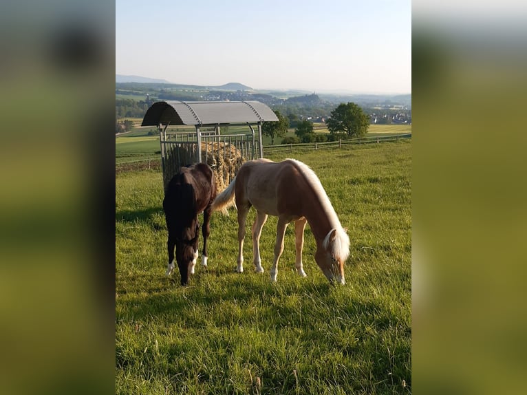 Haflinger Étalon 1 Année 150 cm Alezan in Wabern-Harle