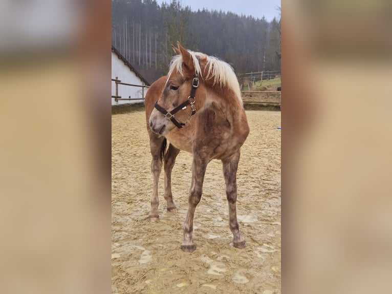 Haflinger Étalon 1 Année 150 cm Alezan in Hillesheim