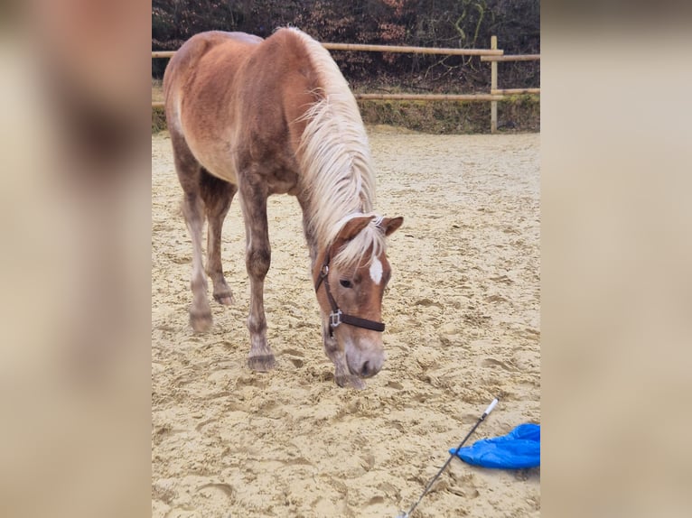 Haflinger Étalon 1 Année 150 cm Alezan in Hillesheim