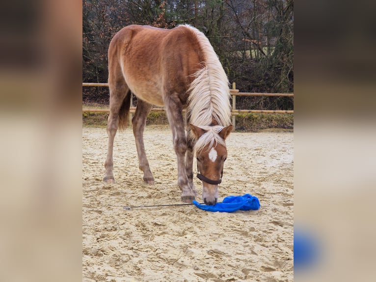 Haflinger Étalon 1 Année 150 cm Alezan in Hillesheim