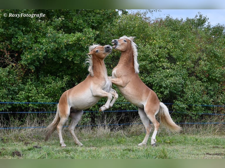 Haflinger Étalon 1 Année 150 cm Alezan in Falkenberg/Elster Haflinger Étalon 1 Année 150 cm Alezan in Falkenberg/Elster