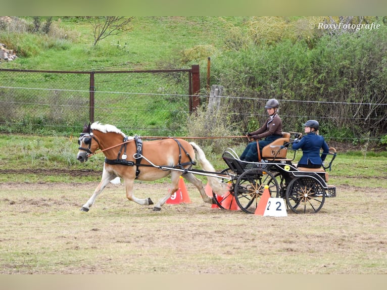 Haflinger Étalon 1 Année 150 cm Alezan in Falkenberg/Elster Haflinger Étalon 1 Année 150 cm Alezan in Falkenberg/Elster