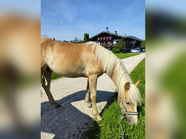 Haflinger Étalon 1 Année 150 cm Alezan in Ruhpolding