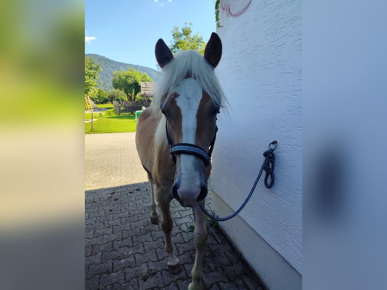 Haflinger Étalon 1 Année 150 cm Alezan in Ruhpolding