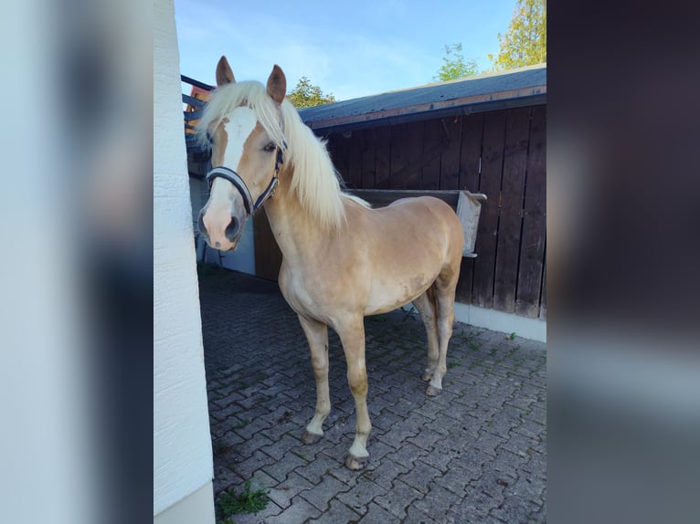 Haflinger Étalon 1 Année 150 cm Alezan in Ruhpolding