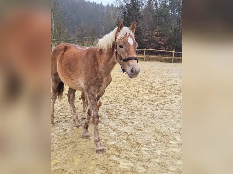 Haflinger Étalon 1 Année 150 cm Alezan in Hillesheim