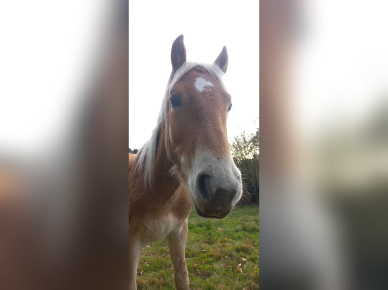 Haflinger Étalon 1 Année 150 cm Alezan in JABREILLES LES BORDES