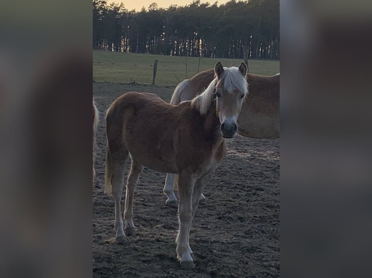 Haflinger Étalon 1 Année 150 cm in Suhlendorf