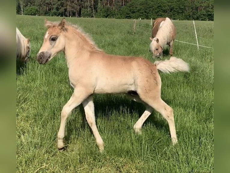 Haflinger Étalon 1 Année 150 cm in Suhlendorf