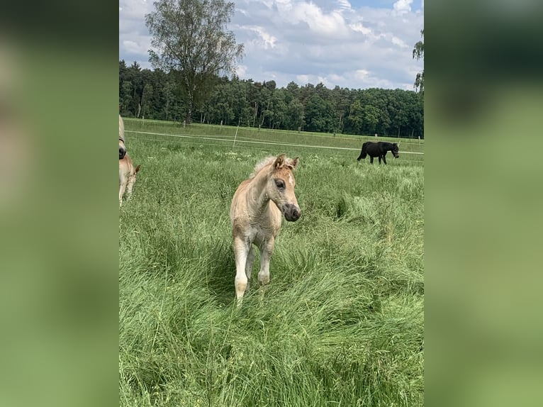 Haflinger Étalon 1 Année 150 cm in Suhlendorf