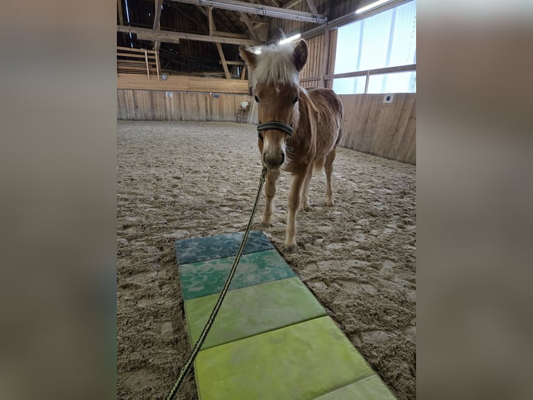Haflinger Étalon 1 Année 150 cm  in Schierling
