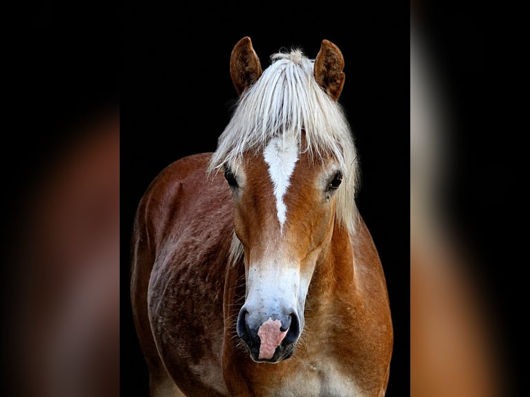 Haflinger Étalon 1 Année 150 cm  in Moosbach