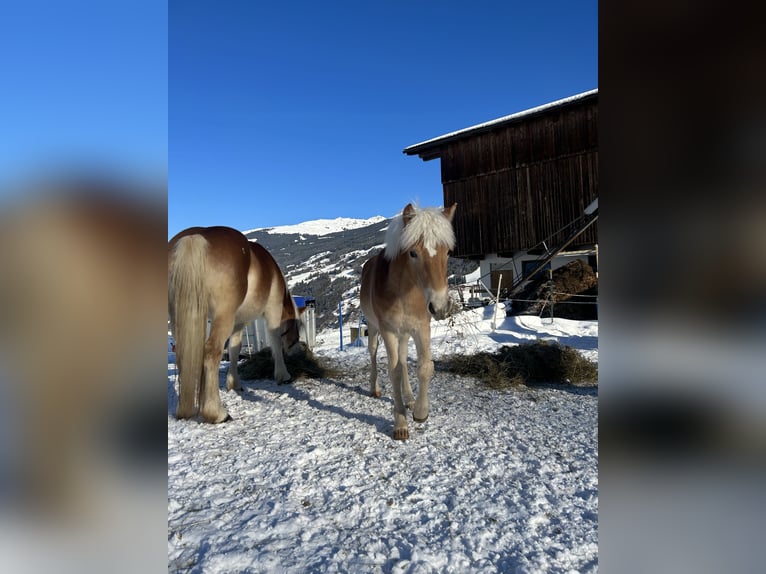 Haflinger Étalon 1 Année 151 cm Alezan in Hainzenberg