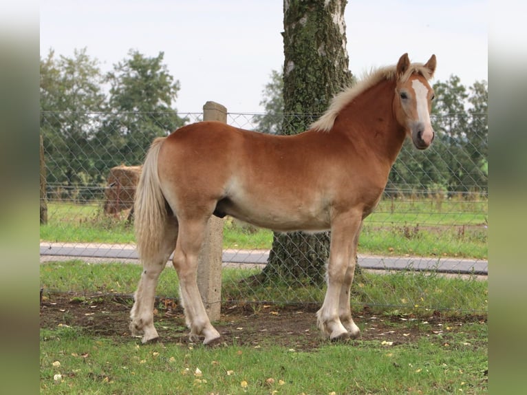 Haflinger Croisé Étalon 1 Année 155 cm Alezan in GNEWIKOW