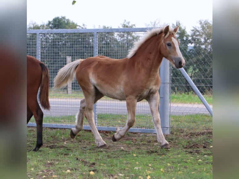 Haflinger Croisé Étalon 1 Année 155 cm Alezan in GNEWIKOW