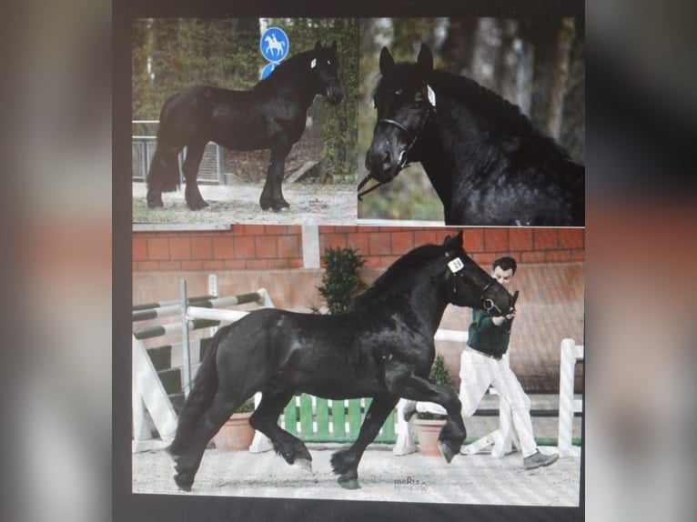 Haflinger Croisé Étalon 1 Année 155 cm Alezan in GNEWIKOW