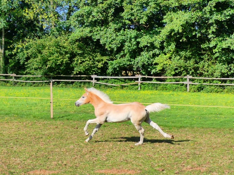 Haflinger Étalon 1 Année Alezan in Delbrück