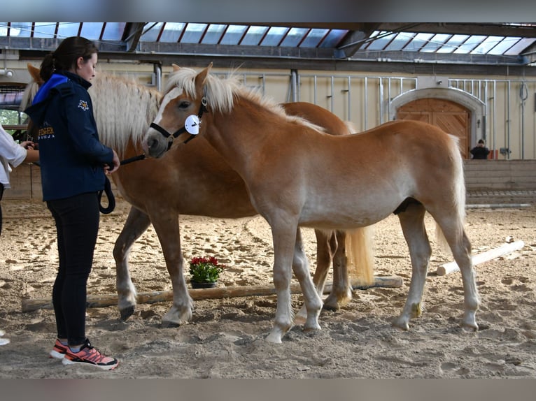 Haflinger Étalon 1 Année Alezan brûlé in Postojna