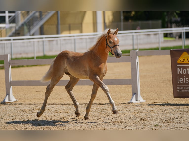 Haflinger Étalon 1 Année Alezan in St. Aegidi