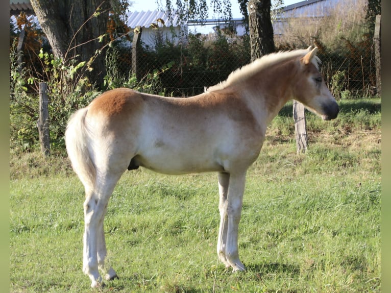 Haflinger Étalon 1 Année Alezan in Gnewikow