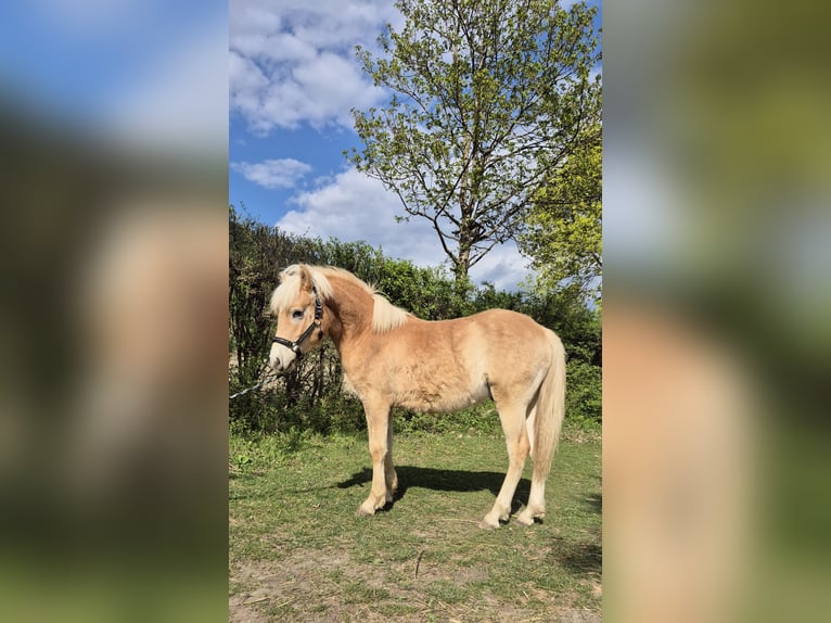 Haflinger Étalon 1 Année Alezan in Magdalensberg