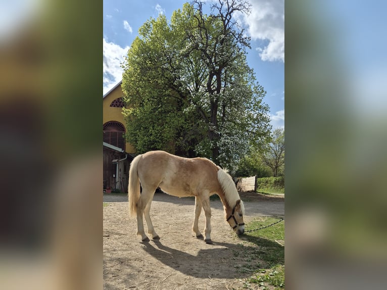 Haflinger Étalon 1 Année Alezan in Magdalensberg