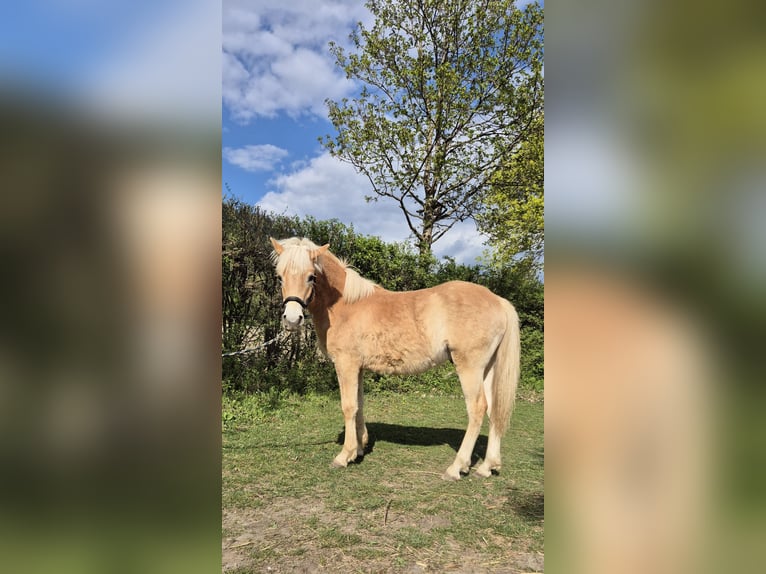 Haflinger Étalon 1 Année Alezan in Magdalensberg