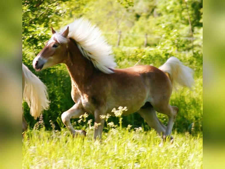 Haflinger Étalon 1 Année Alezan in Edelstal