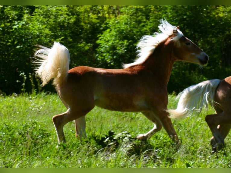 Haflinger Étalon 1 Année Alezan in Edelstal