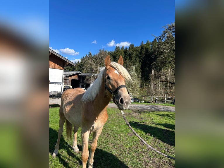 Haflinger Étalon 1 Année Alezan in Goldegg