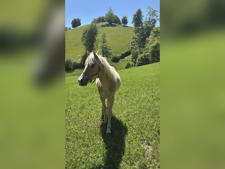 Haflinger Étalon 1 Année Alezan in Großraming