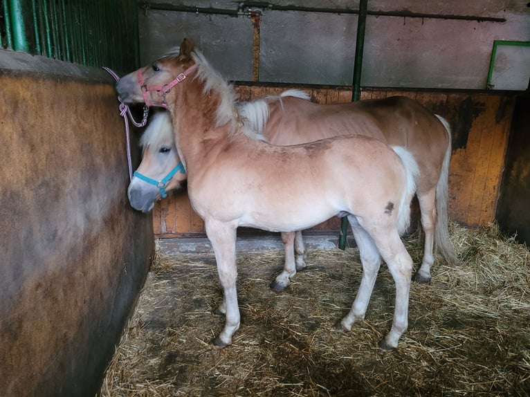 Haflinger Étalon 1 Année Alezan in Wolica